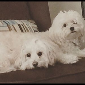 Meet your Posher, Orietta